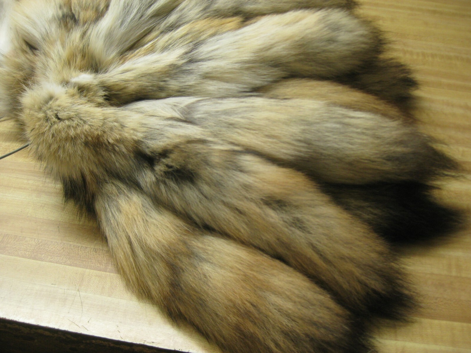 Tanned Coyote Tail # 1 Trapping Fur Coats Fur Craft Id Tag Blue