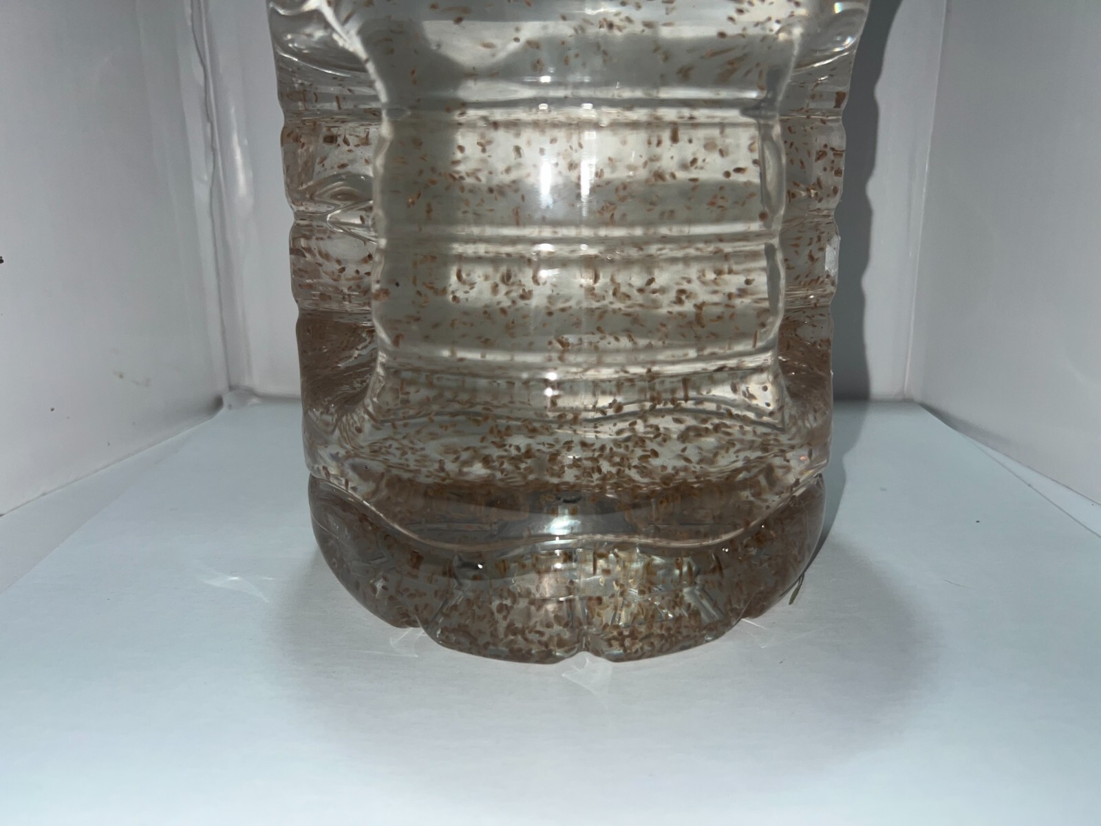 2500 Daphnia Magna (Clean Indoor Culture) Buy 2 get 1 free!