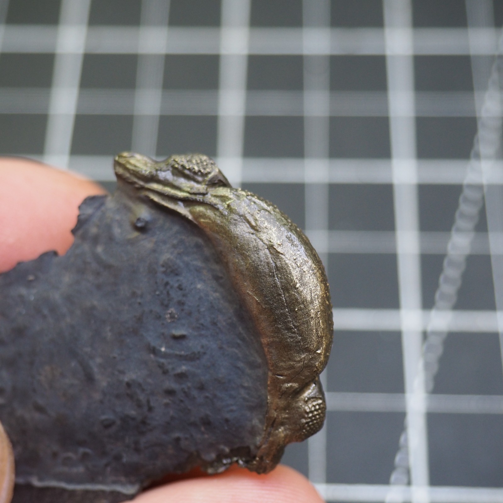 Chotecops ferdinandi Pyrite Trilobite Bundenbach Germany Fossil Devonian