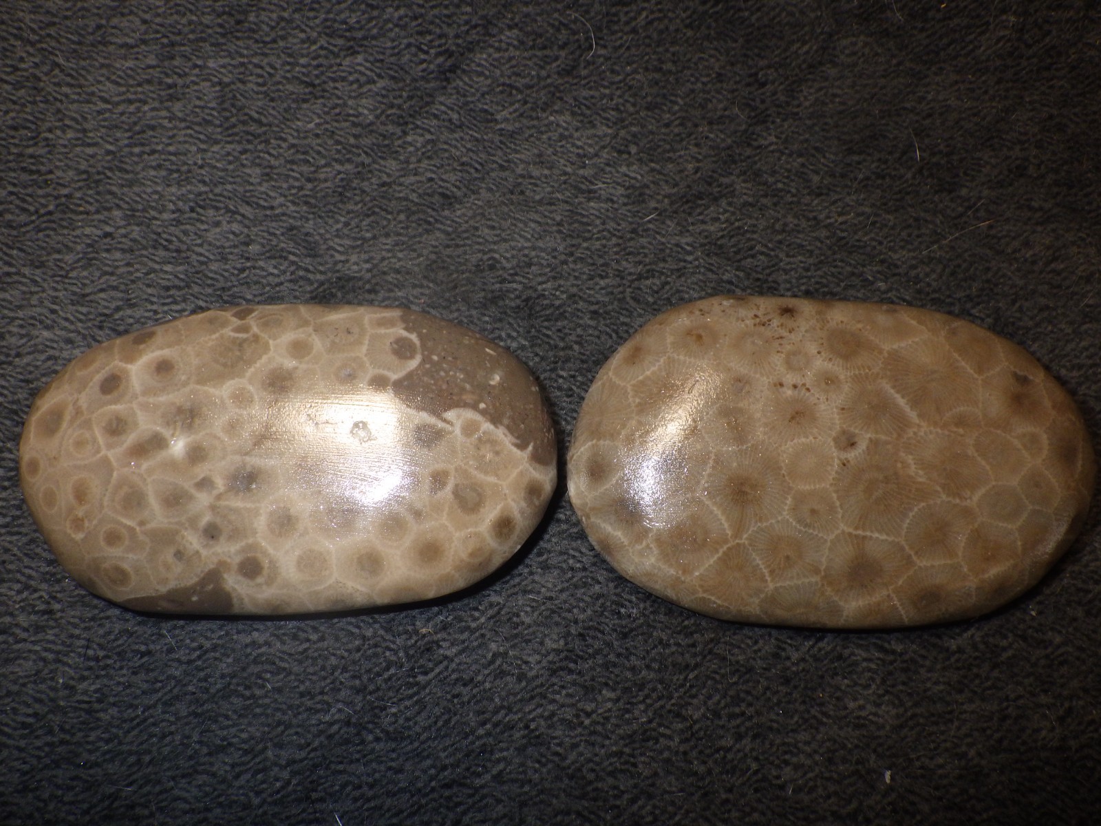 Polished Petoskey Stones 9.5 oz