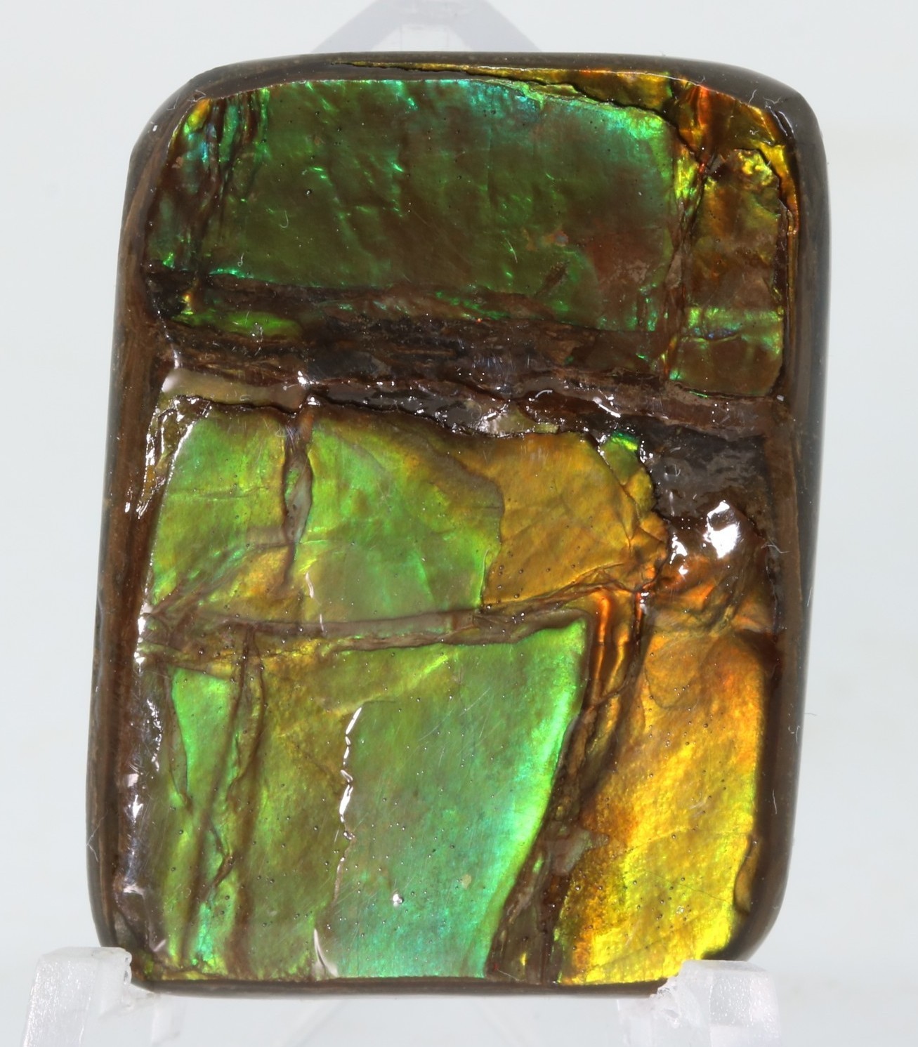 Korite Ammolite Ammonite shell 1.13" x 0.84" Alberta Canada COA 7390