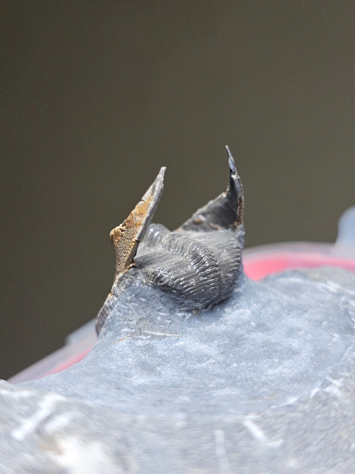 FOSSIL TRILOBITE Harpes (Scotoharpes) FROM DEVONIAN MOROCCO