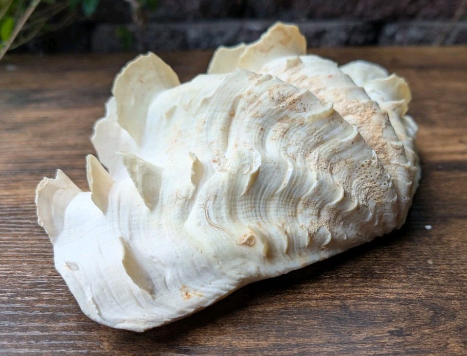 Large Vintage TRIDACNA SQUAMOSA Fluted Giant Clam Shell HALF 9 x 5 1/2"