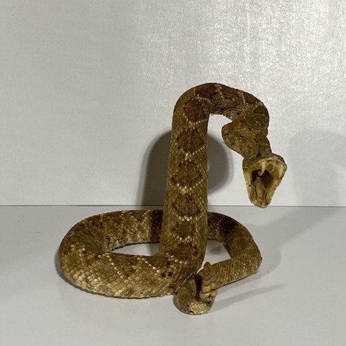 Rattlesnake Taxidermy Mount Rattle Snake Taxidermy Reptile - Cabin Western Decor