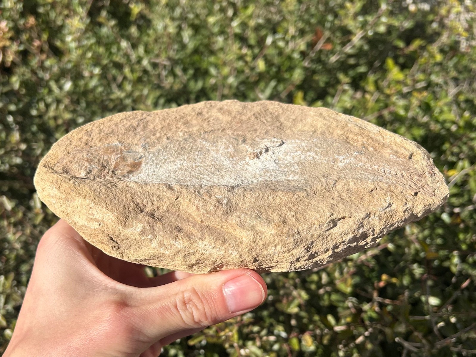 Rhacolepis Fossil Fish Brazil Santana Formation Cretaceous Pachyrhizodontidae