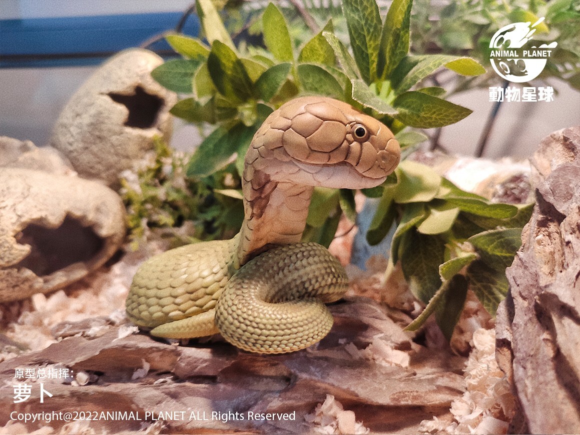 【In-Stock】 Animal Heavenly Body Ophiophagus King Cobra Collectible Snake Statue