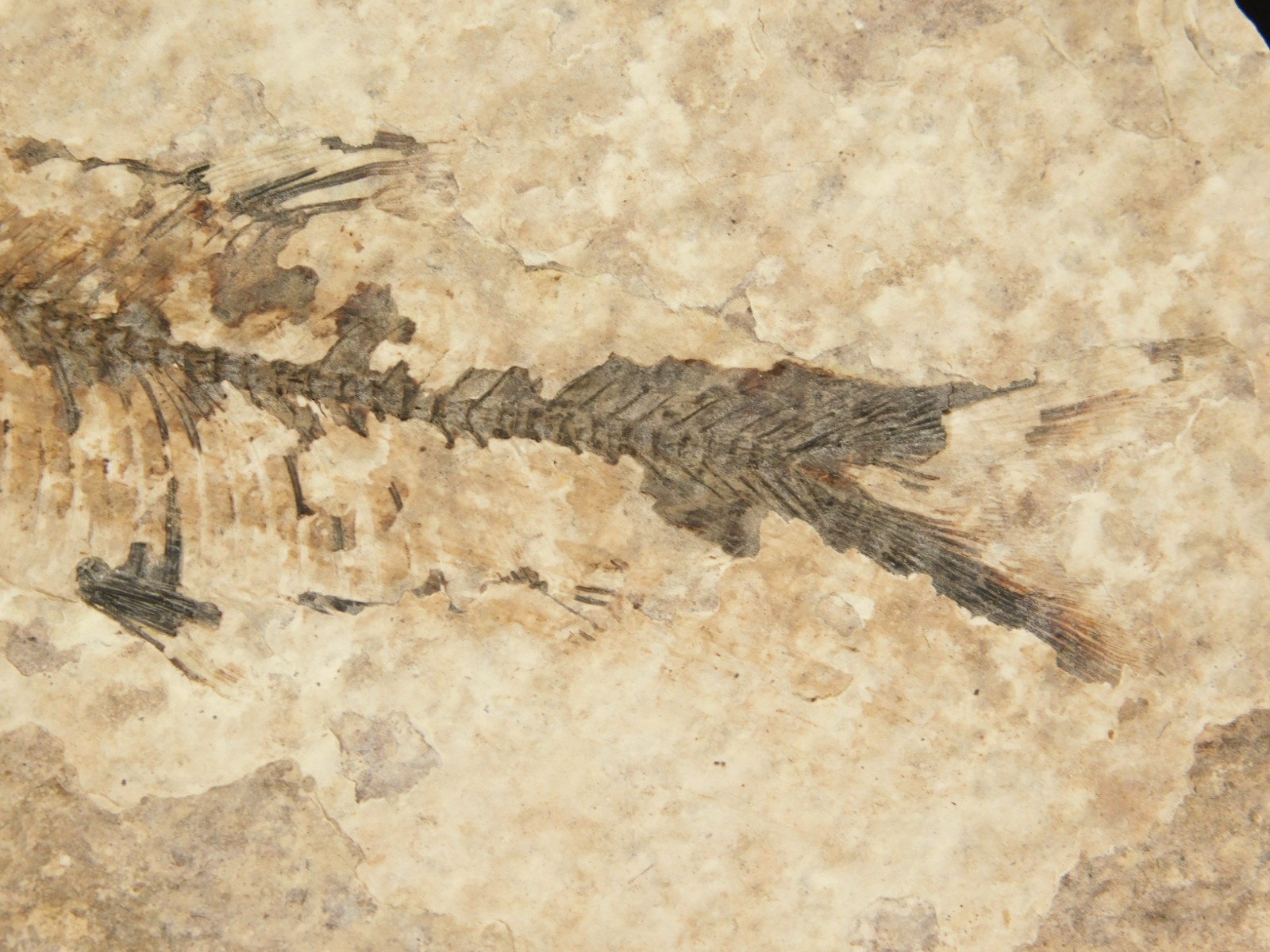 THREE! 50 Million Year Old Knightia FISH Fossils From Fossil LAKE Wyoming 355gr