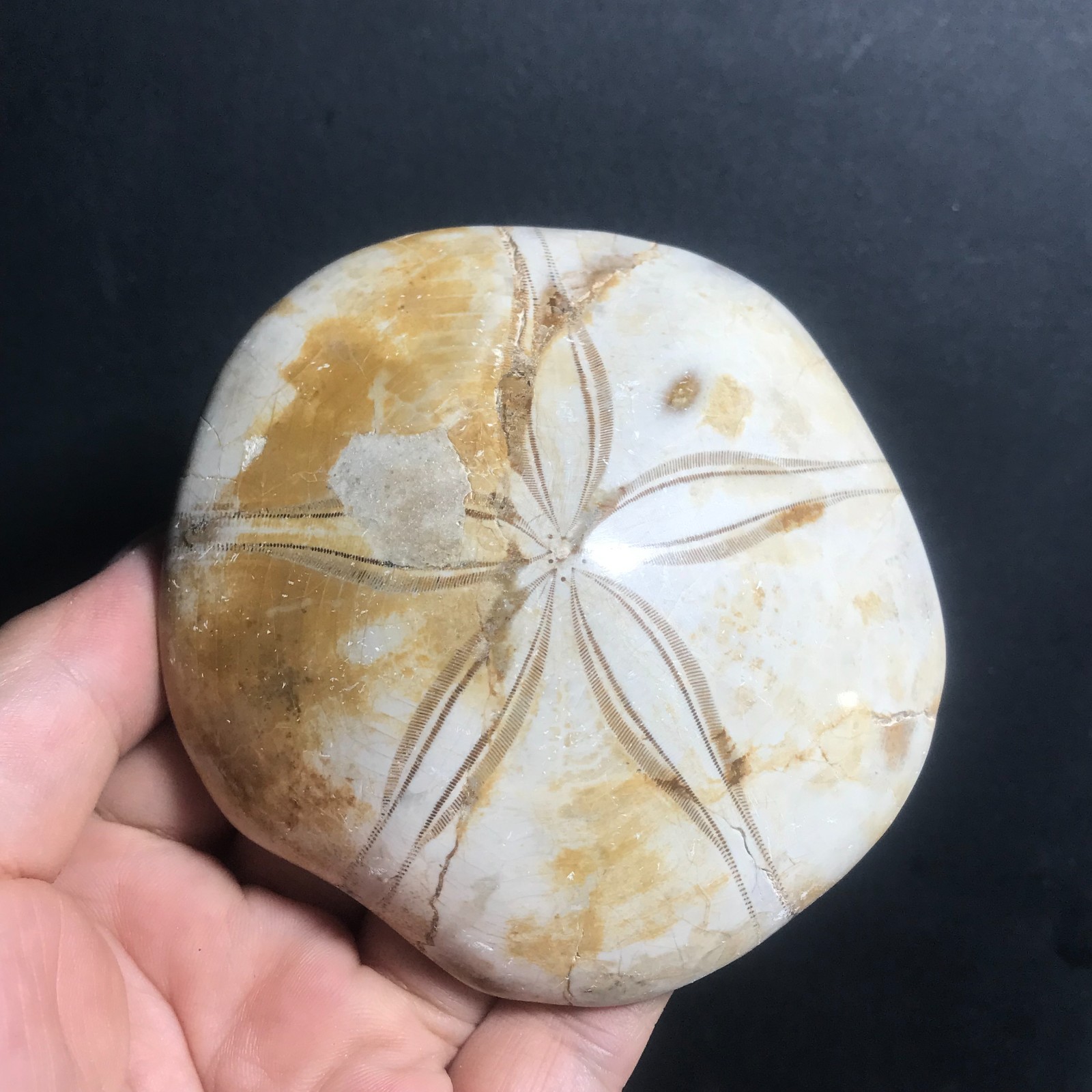 213g Starfish Crystal Specimen 09