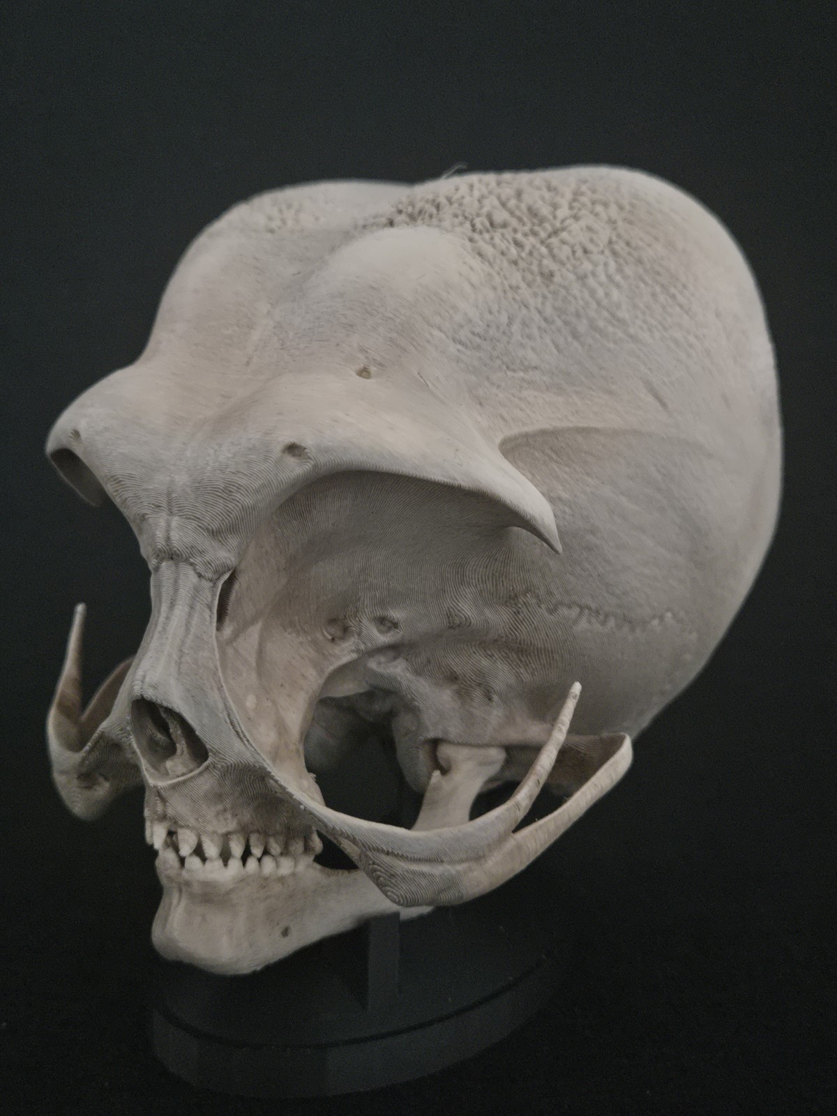 Alien Skull with stand - Realistic