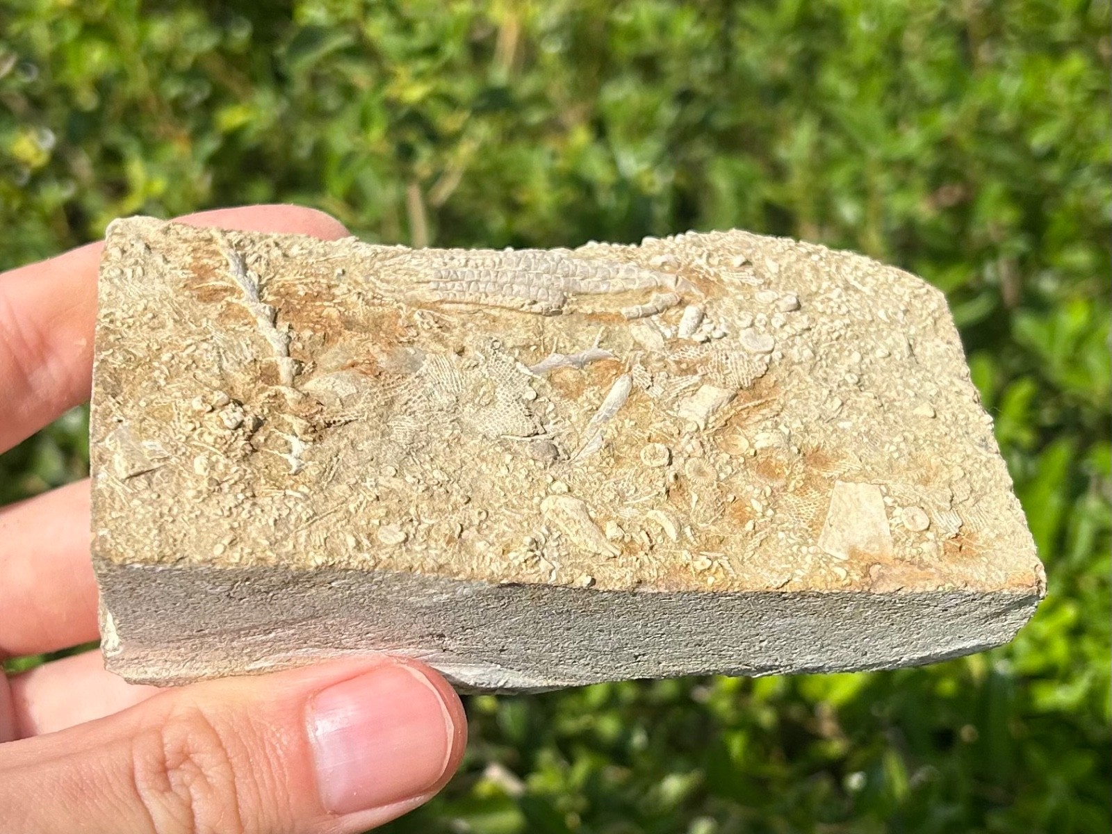 Fossil Crinoid in Matrix Aphelecrinus bayense Rare Alabama Mississippian Age