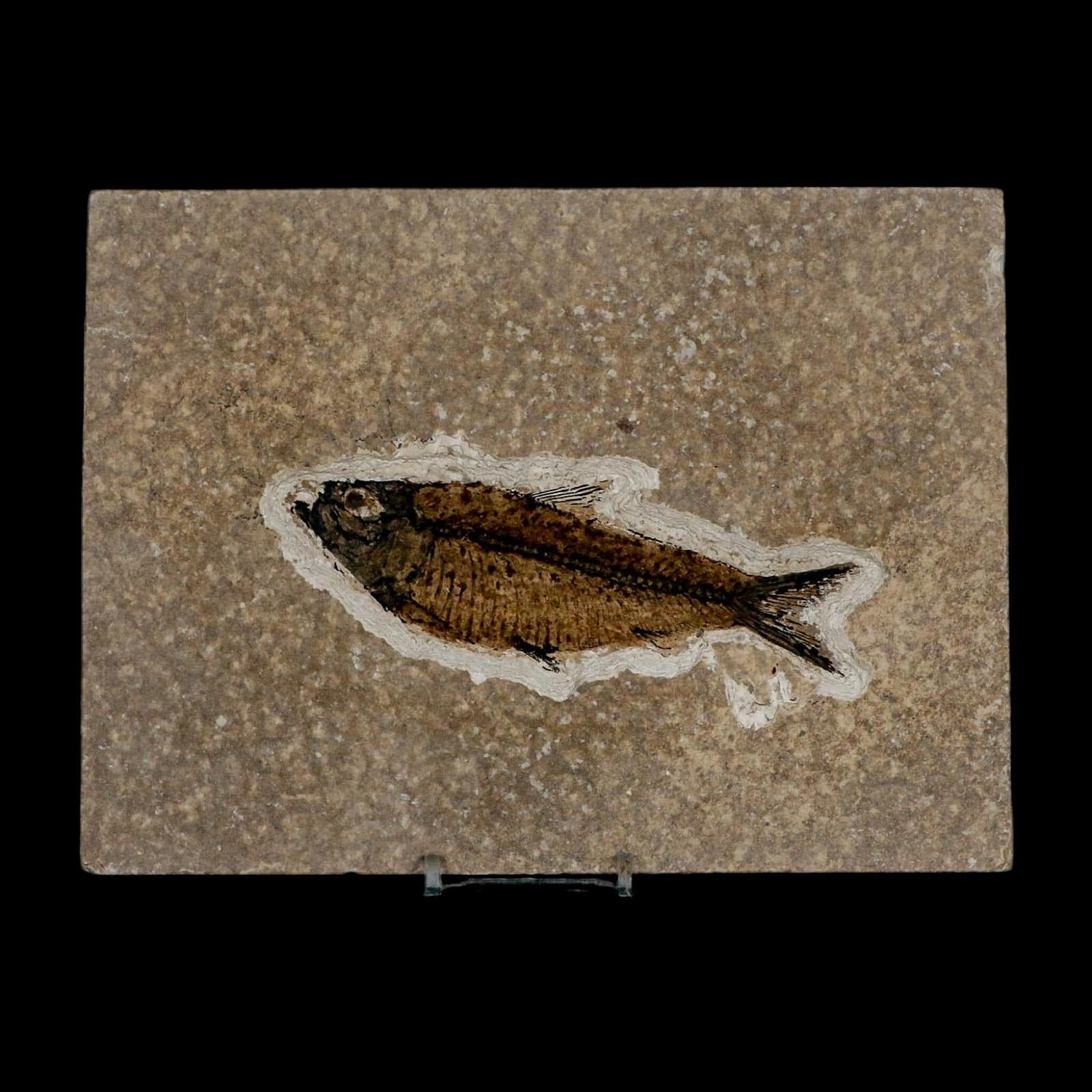 XL 4.7" Knightia Eocaena Fossil Fish Green River FM WY Eocene Age COA & Stand