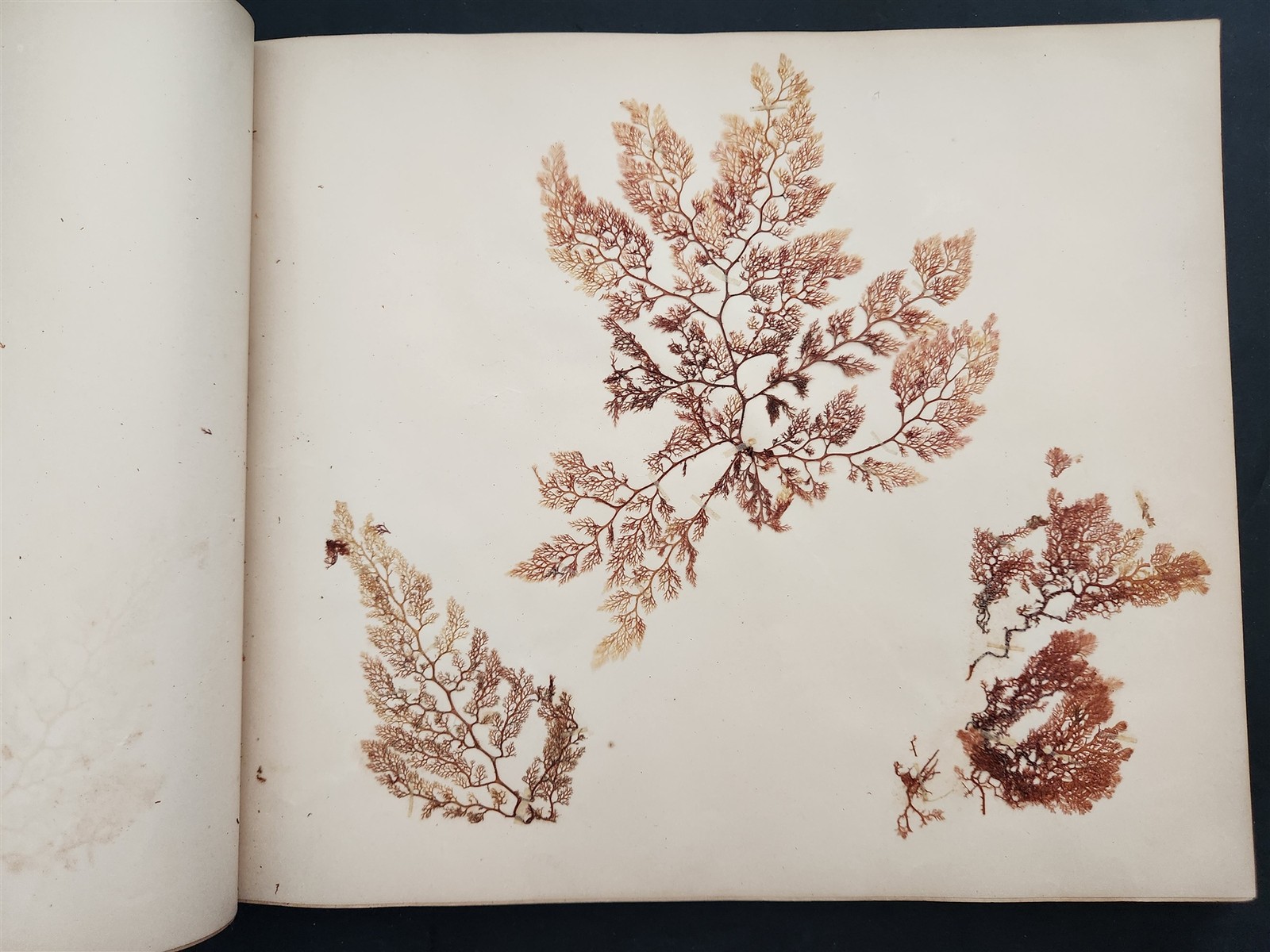 1883 antique SEAWEED pressed ALBUM monterey ca EUGENIE PHILLIPS specimen book