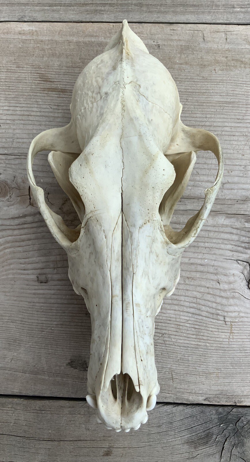 Coyote Skull Nature Cleaned Real Authentic Montana Coyote Skull
