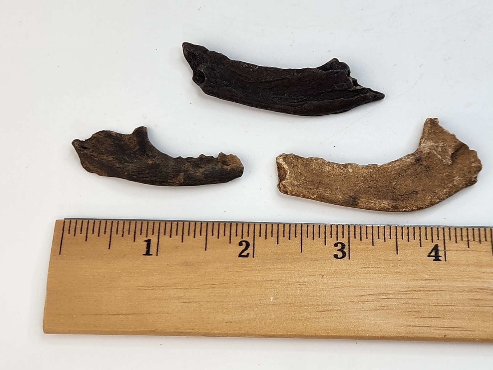 Mammal Jaw Fossil - Florida - Pleistocene Ice Age - 1 Per Purchase