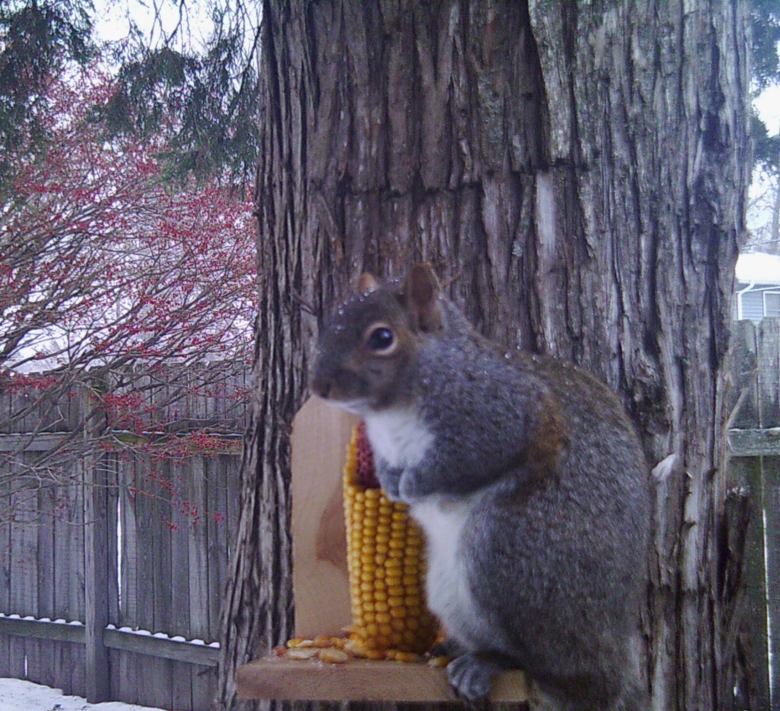 Corn on the Cob Squirrel, Bird, Rabbit, Feed 18 lb just harvested