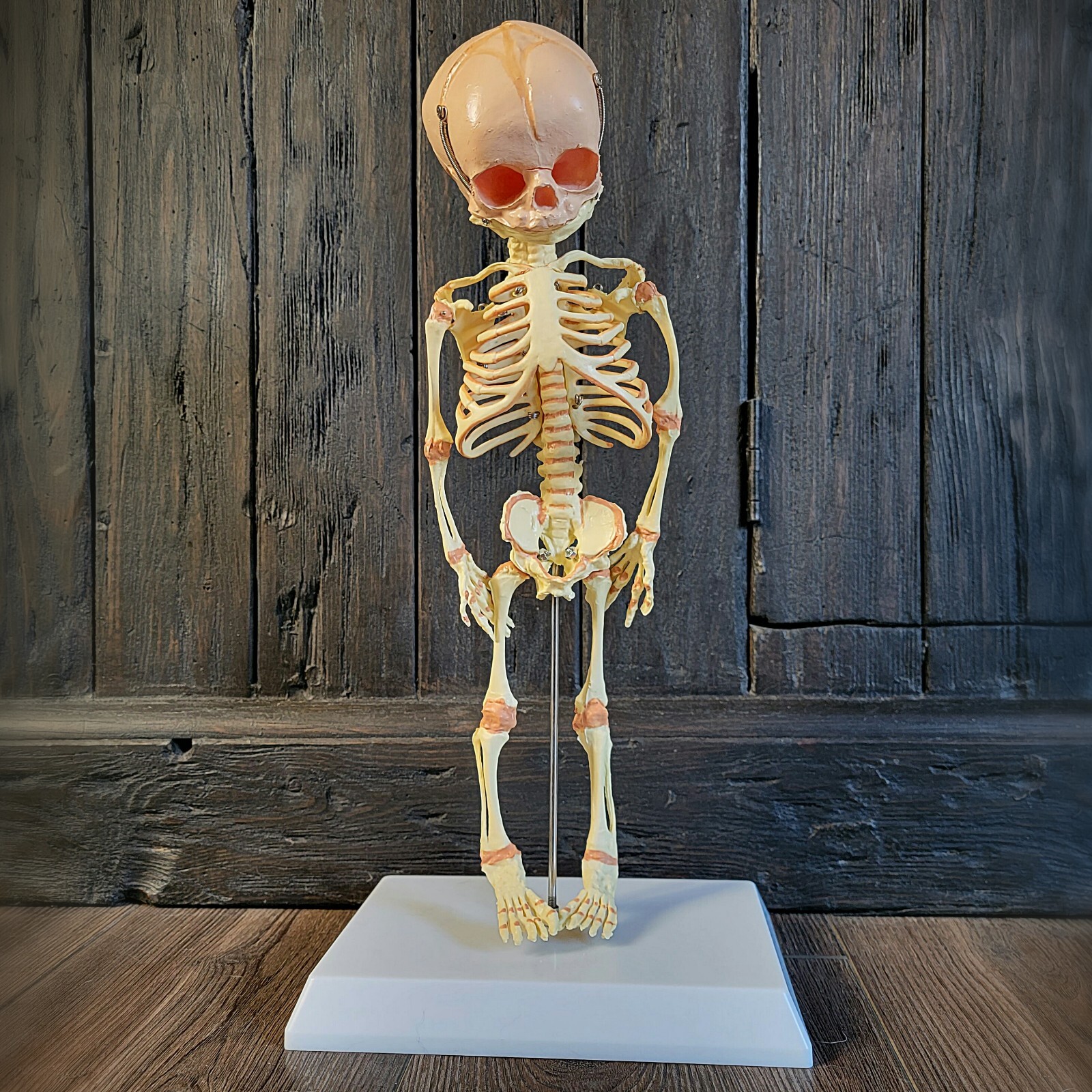 Fetal Skeleton Replica, Life Size Anatomical Fetus Skeleton Model, Oddities