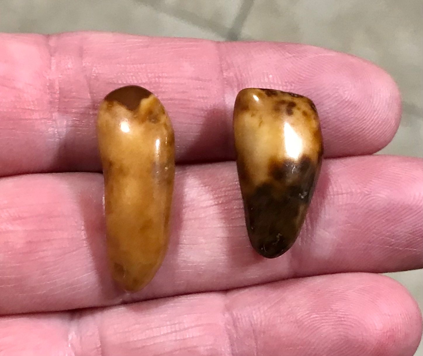 RARE,POLISHED W BEAUTIFUL UNCOMMON COLOR WALR_S TOOF FOSSILS