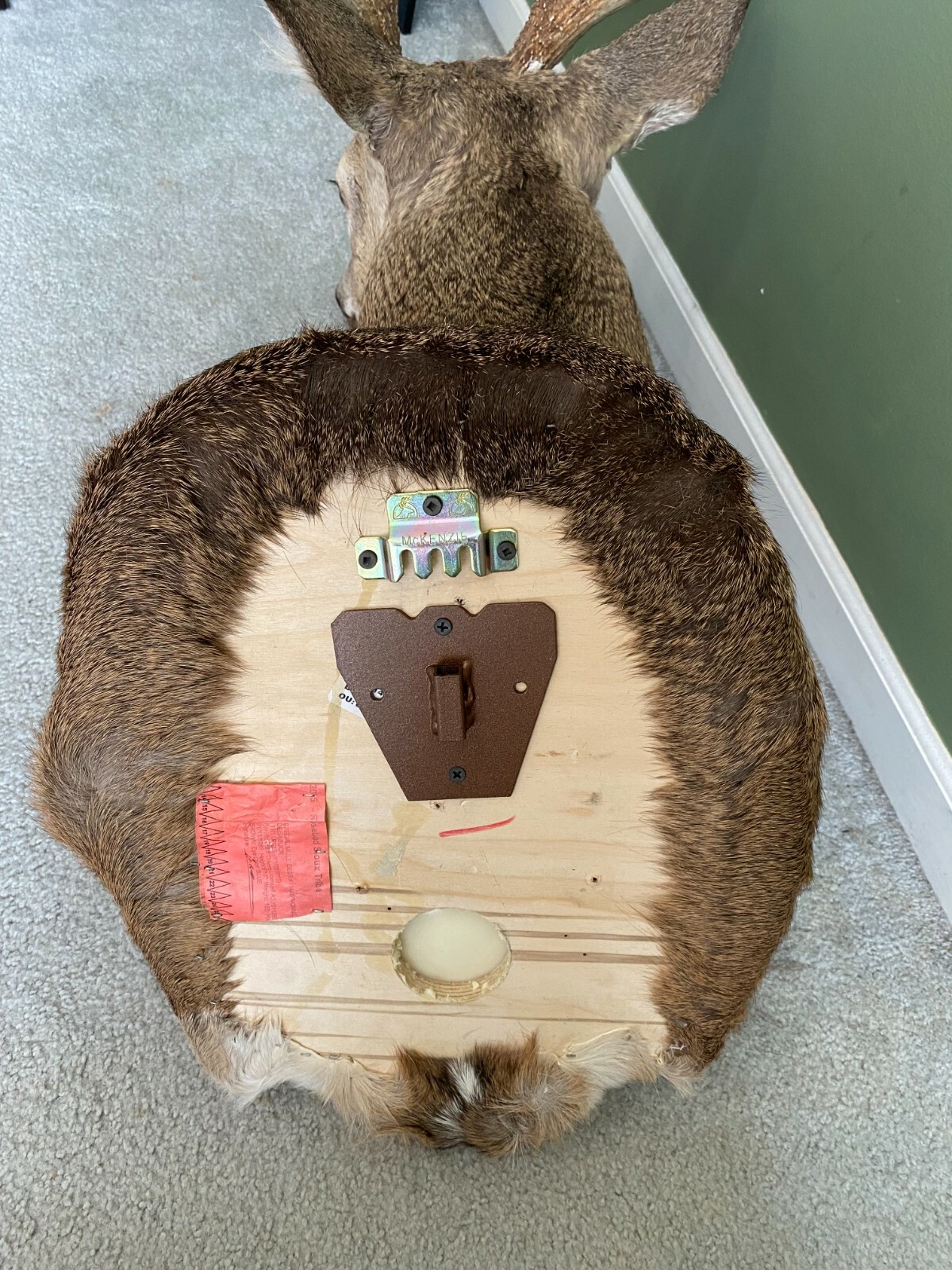 Amazeen Outdoors Adjustable Shoulder Mount Wall Hanger Whitetail Deer Mule