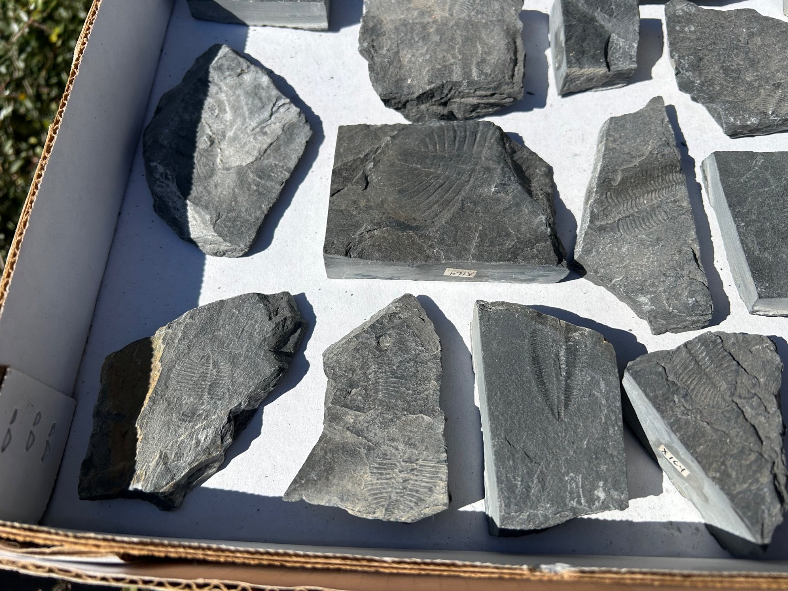 Washington Fossil Trilobites HUGE LOT Ogygopsis etc Metaline fm Bug in Matrix