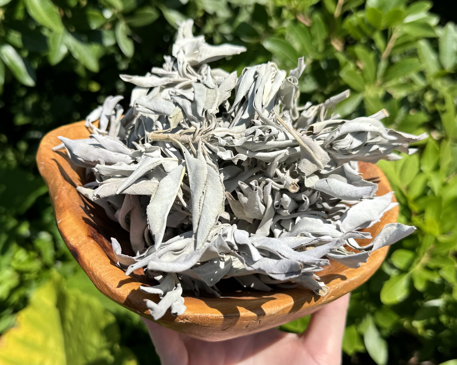1 lb Loose White Sage Smudge Leaves & Clusters (Cleansing Smudging Purification)