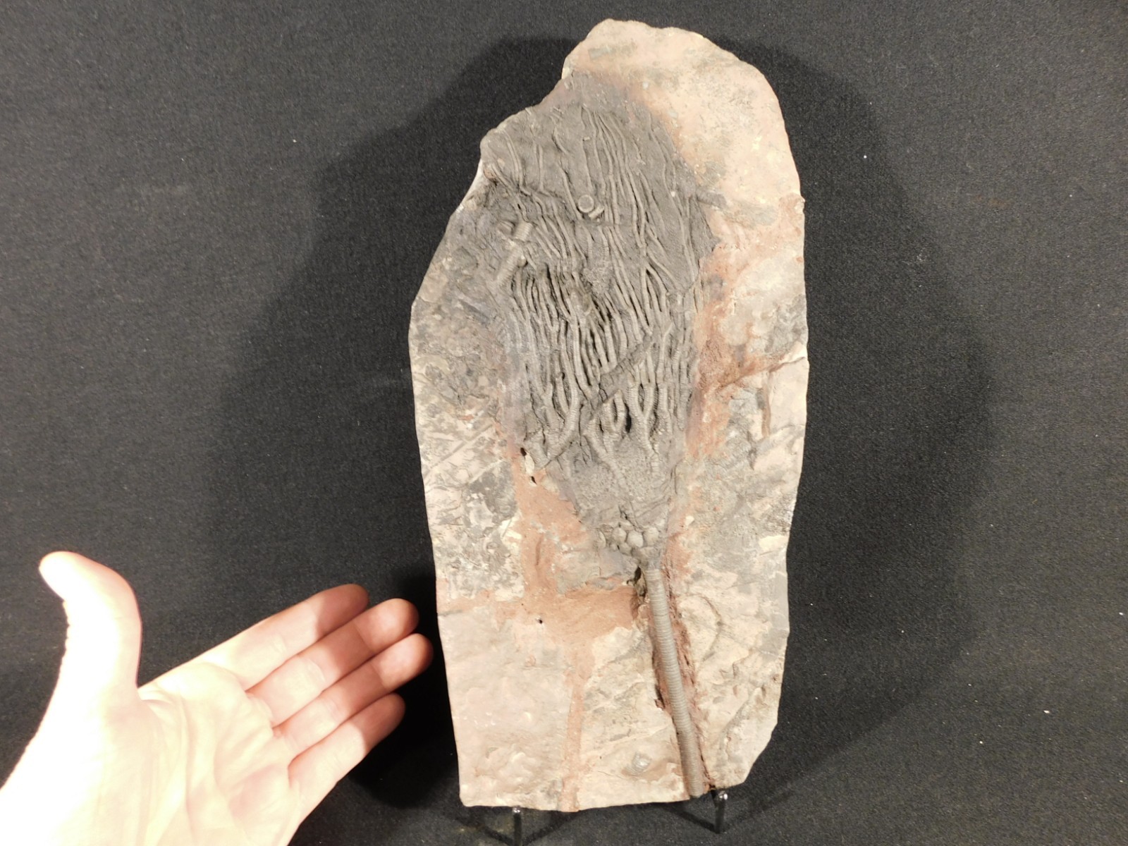 wOw BIG!! 430 Million Year Old! CRINOID Fossil or Sea LILY Fossil Morocco 1801gr