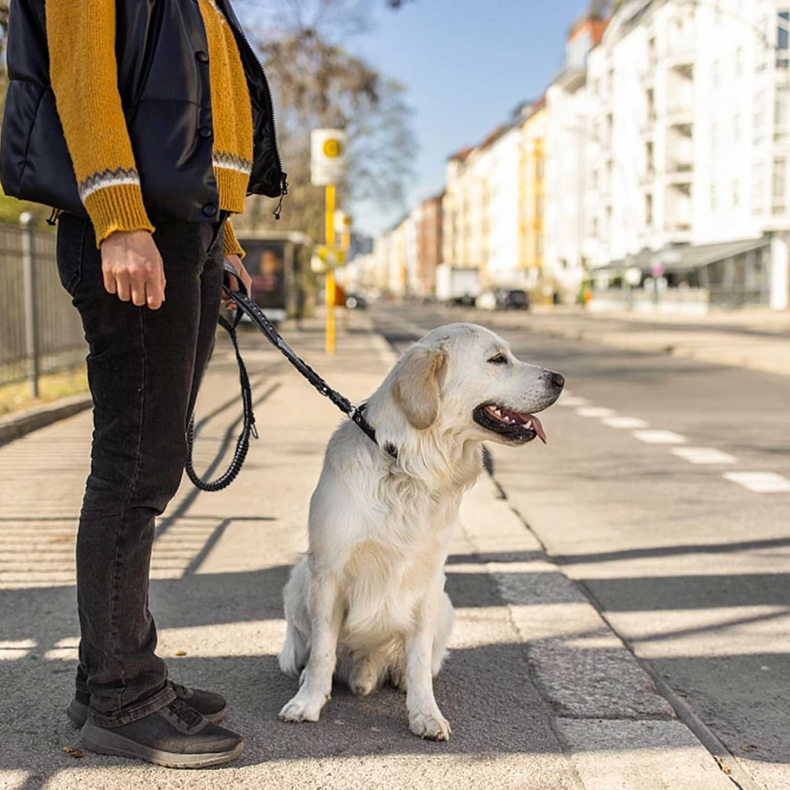 Heavy Duty 4 in 1 Bungee Dog Leash 6ft Reflective Traffic Control Seat Belt Clip