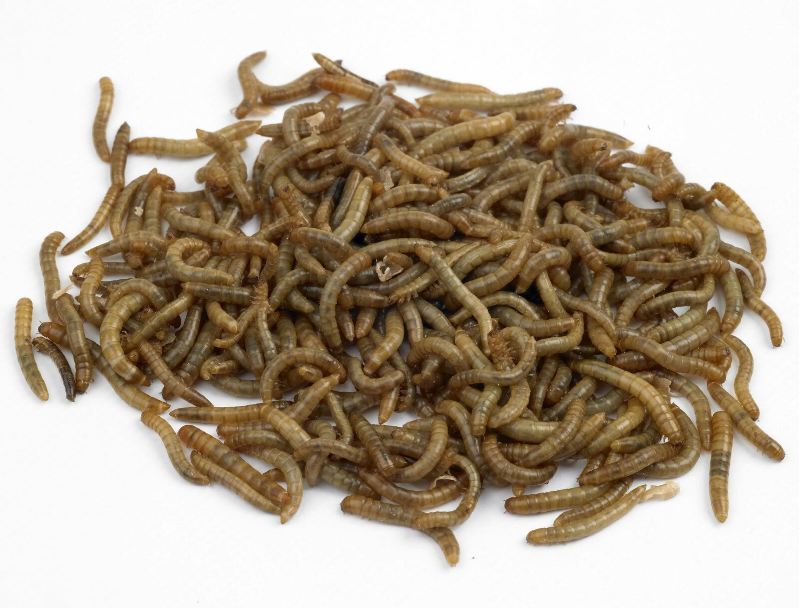 Live Medium Mealworms Organically Raised Free Shipping  Live Arrival Guarantee