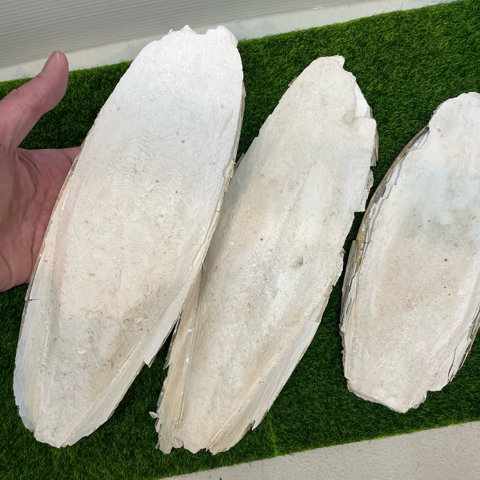 Large Natural Cuttlebone Cuttlefish Bone Bird Reptile Turtle Food Calcium 6"++