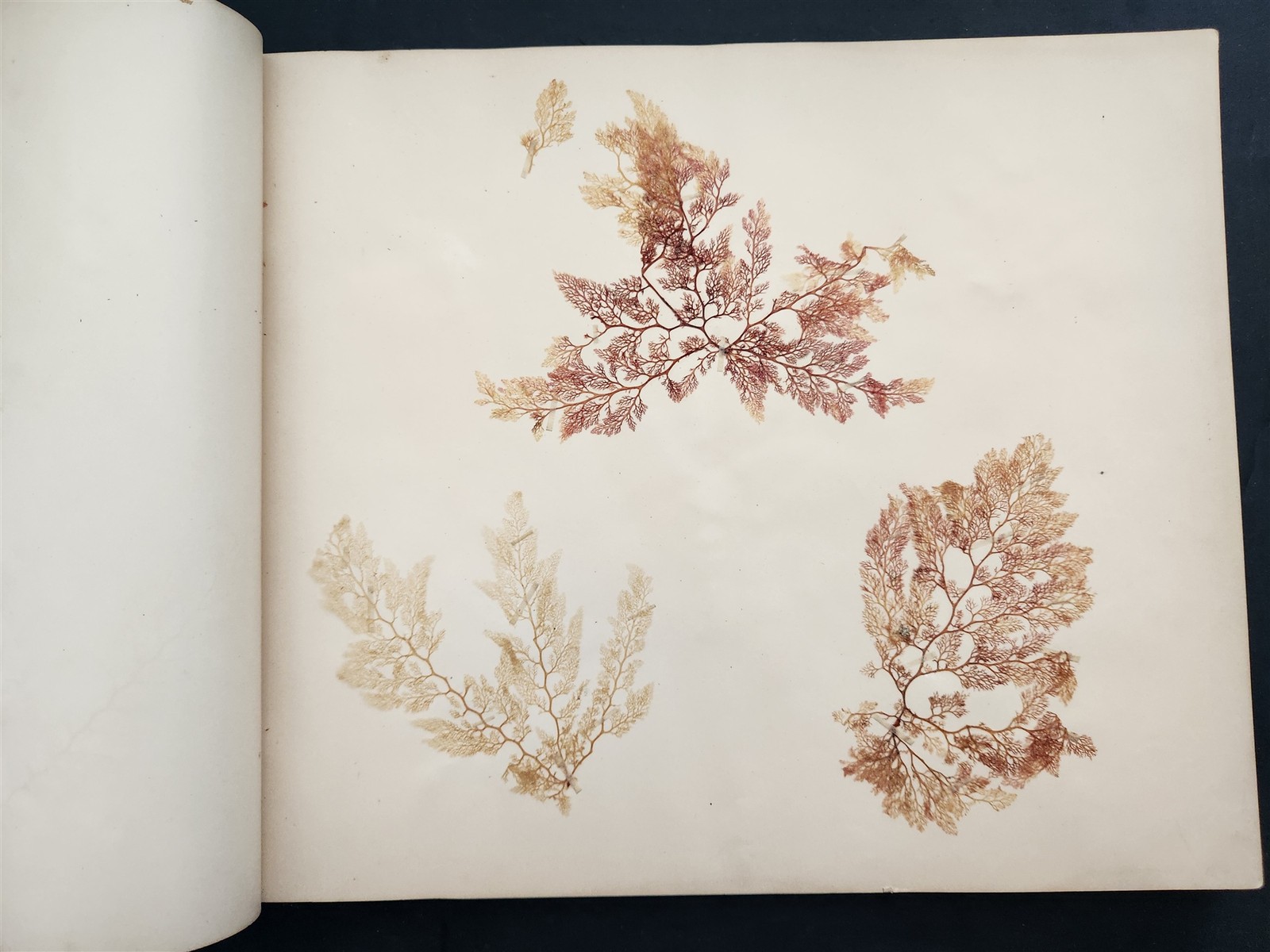 1883 antique SEAWEED pressed ALBUM monterey ca EUGENIE PHILLIPS specimen book