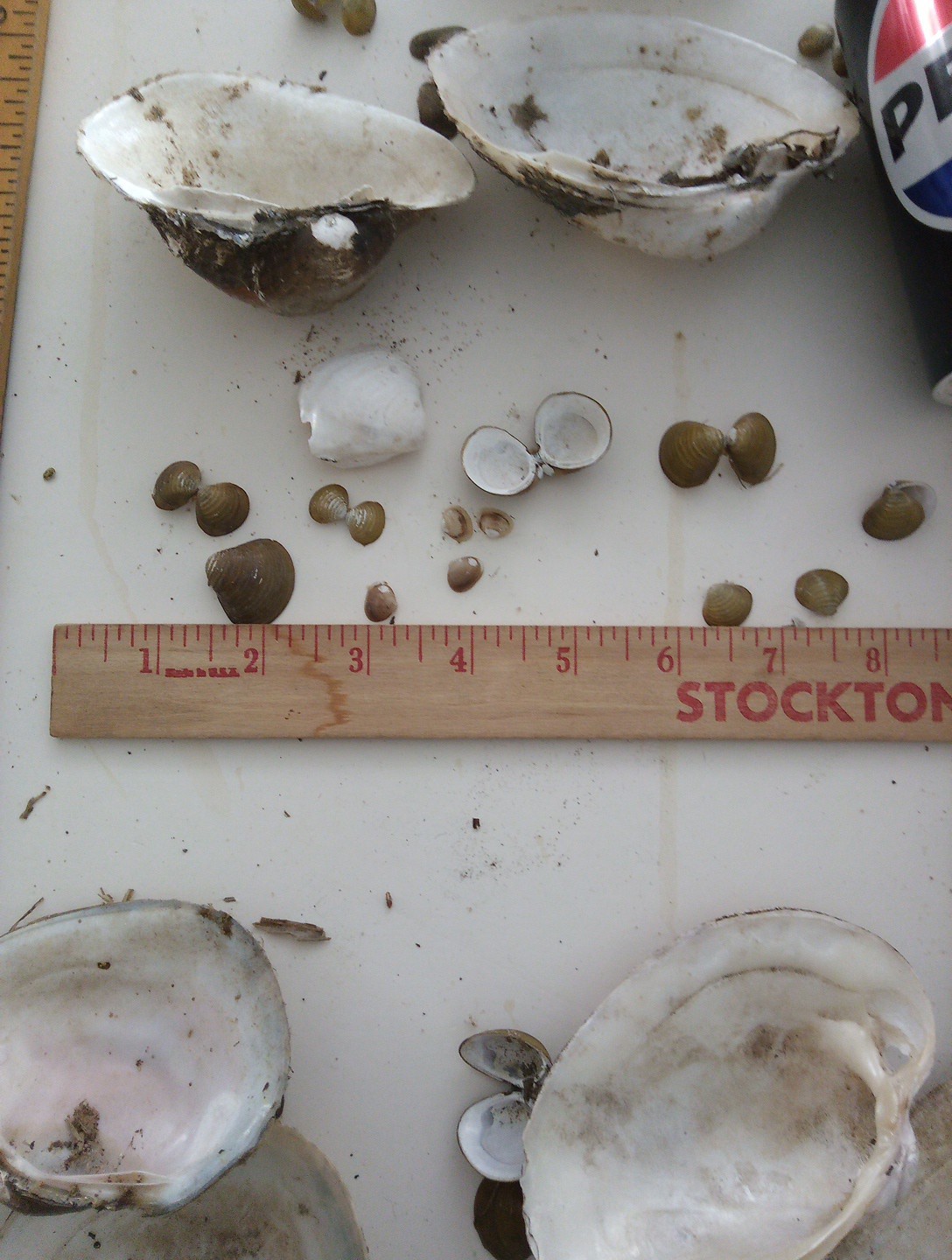 Lot Of Mississippi River Clam Shells,Mother of Pearl,Crafts,Aquariums