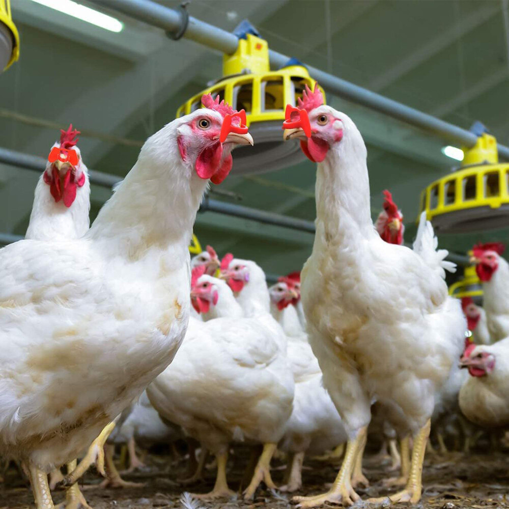 100PCS No Fighting Pinless Chicken Peepers Pheasant Poultry Blinders Spectacles