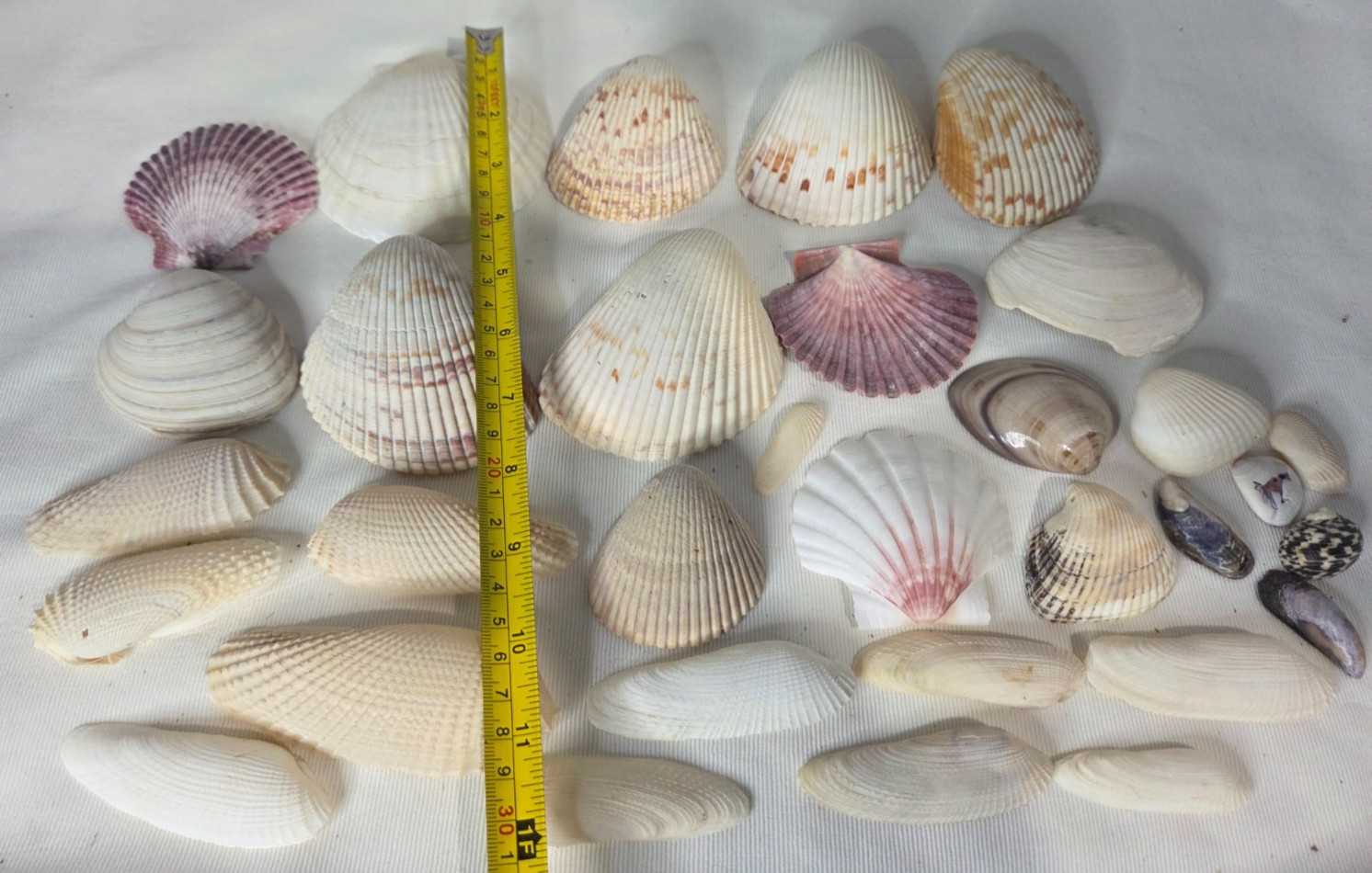 Lot of 32 Clam Scallop Shells Various Sizes from 1"- 4'' Natural Seashells