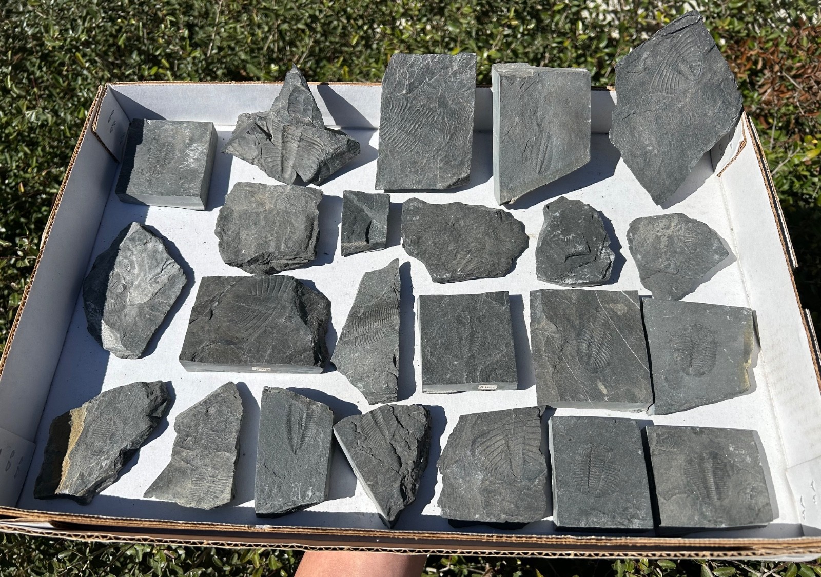 Washington Fossil Trilobites HUGE LOT Ogygopsis etc Metaline fm Bug in Matrix