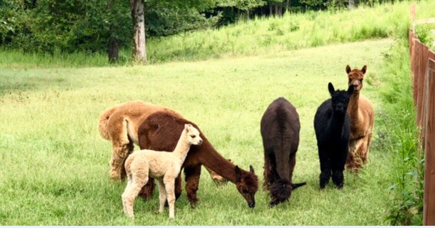 BIRD NESTING 100% ALPACA FIBER Raw ORGANIC Soft Hummingbird Material 3oz