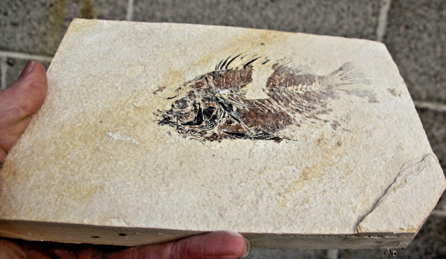 5.25" Unprepared Priscacara from 18" Layer • Dempsey Ranch, Wyoming