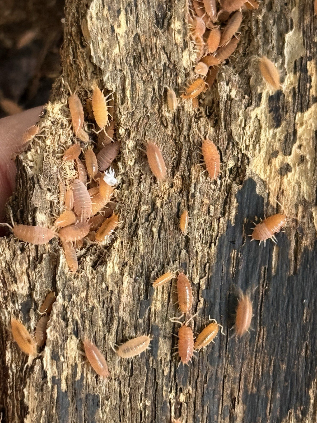 LIVE POWDER ORANGE ISOPODS Cleaning Crew Bioactive FREE SHIPPING