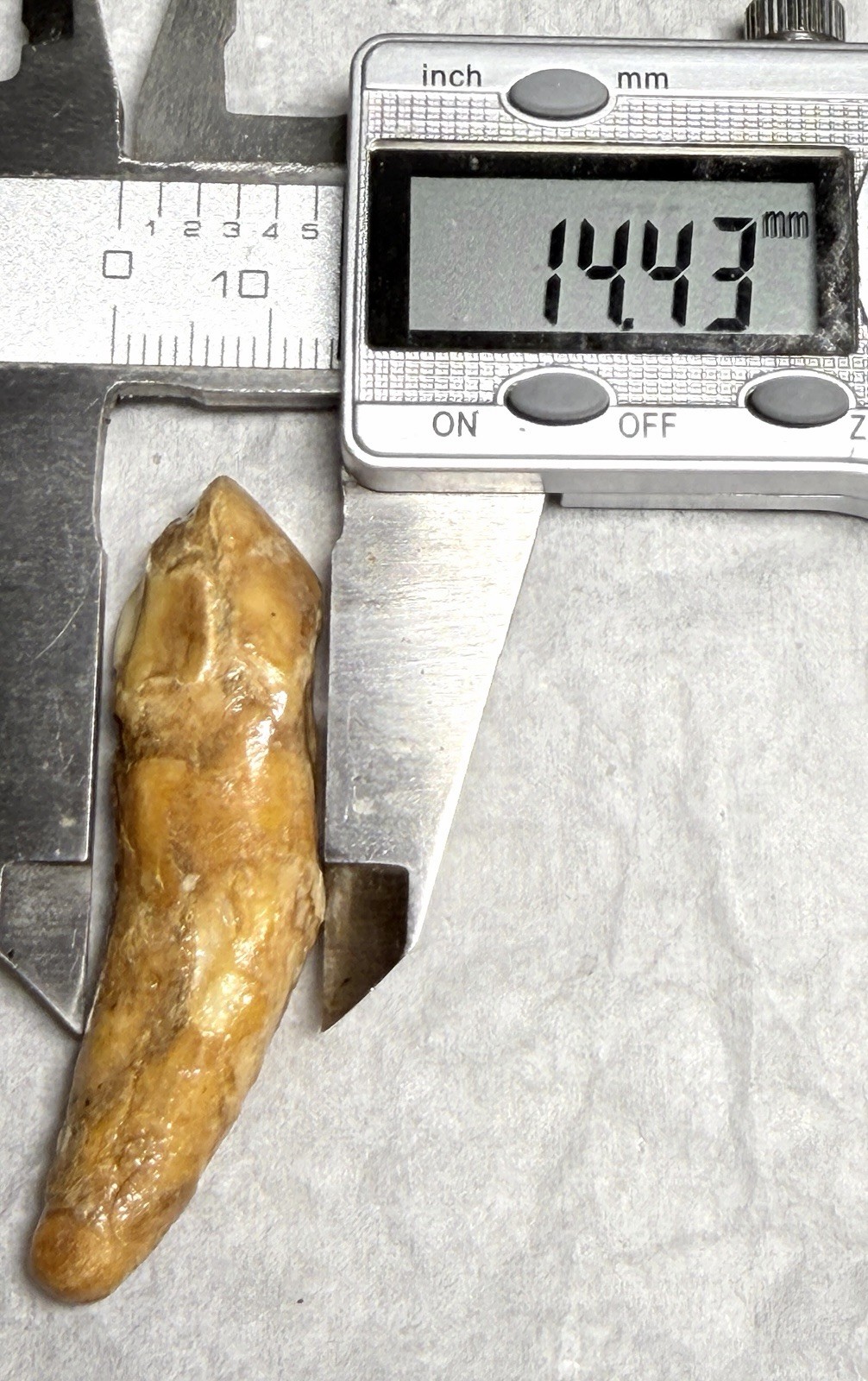 Ursus Spelaeus Fantastic 2” Romanian Cave Bear Canine Tooth Fossil, Talisman✨🔥