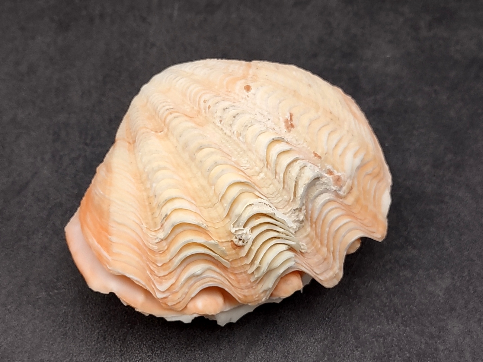 Derasa Clam Seashell White Tridacna Derasa (1 shell approx. 3+ inches)