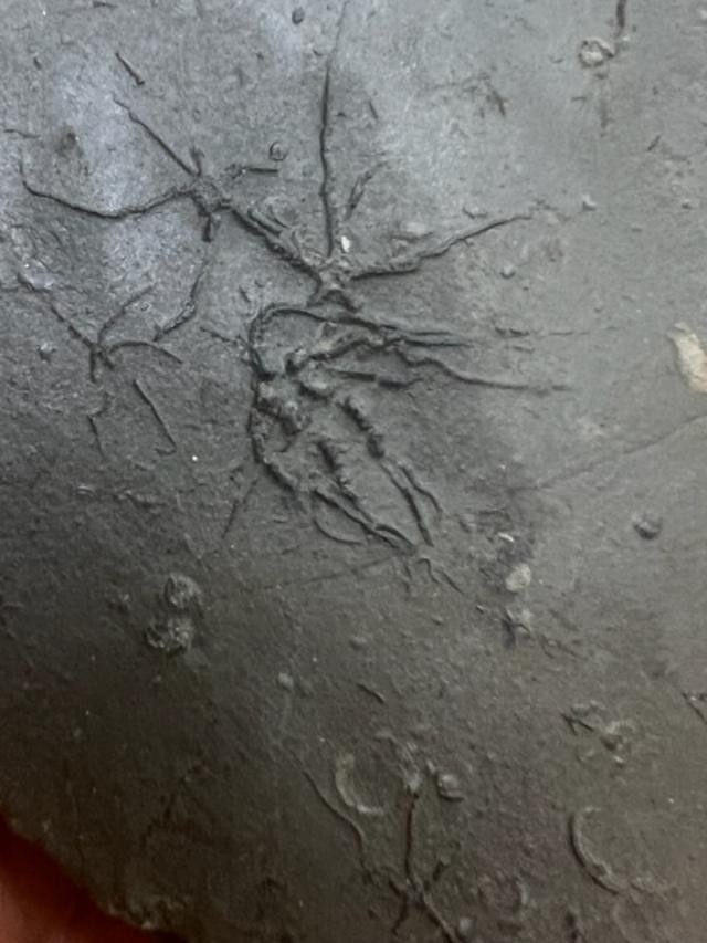 GEOLOGICAL ENTERPRISES Jurassic fossil echinoderm Ophiopinna elegans France