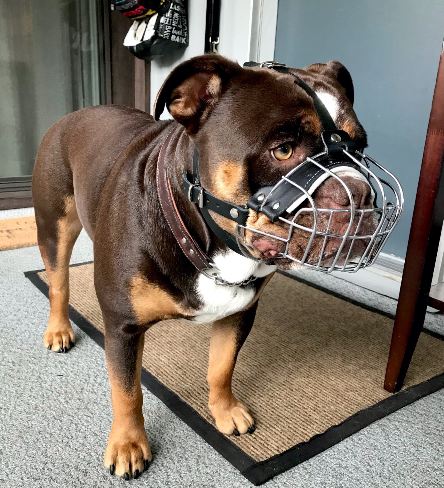 Strong Dog Muzzle Metal Wire Basket Olde English Bulldogge American Bully Pocket