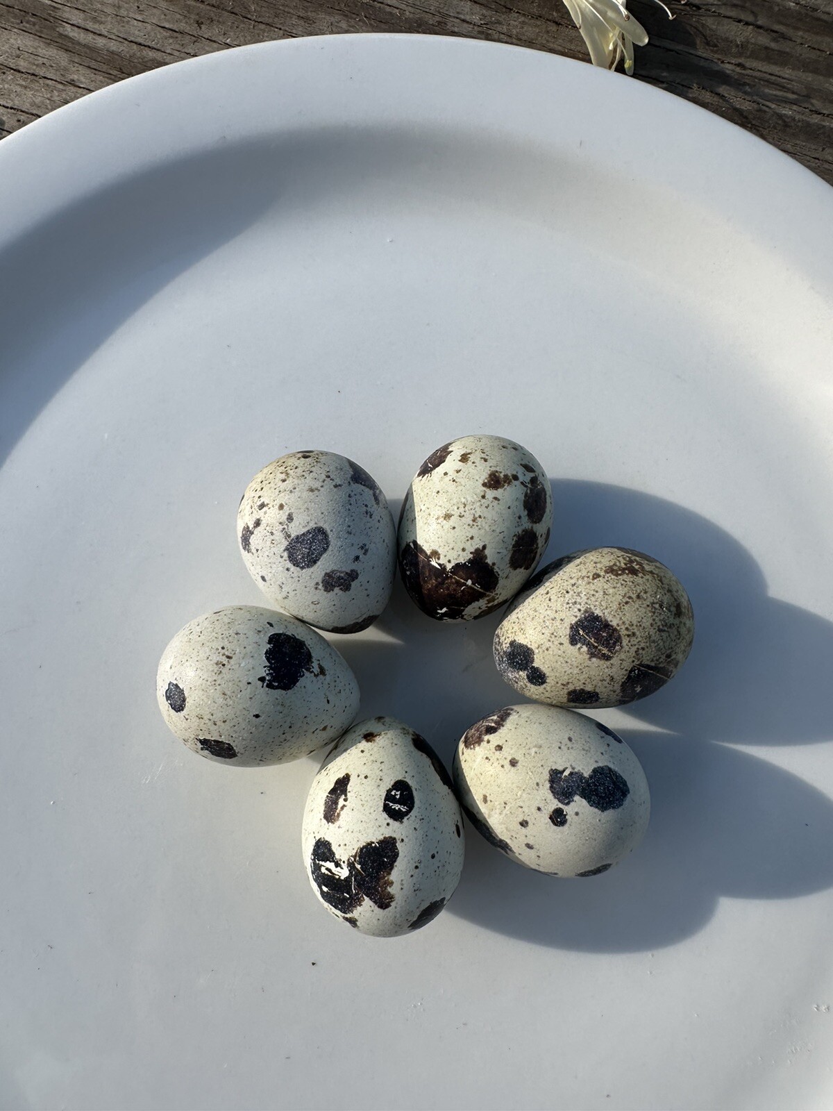 Quail 12++Jumbo Texas A&M Large Egg Layer Great meat priority ship and foam pack