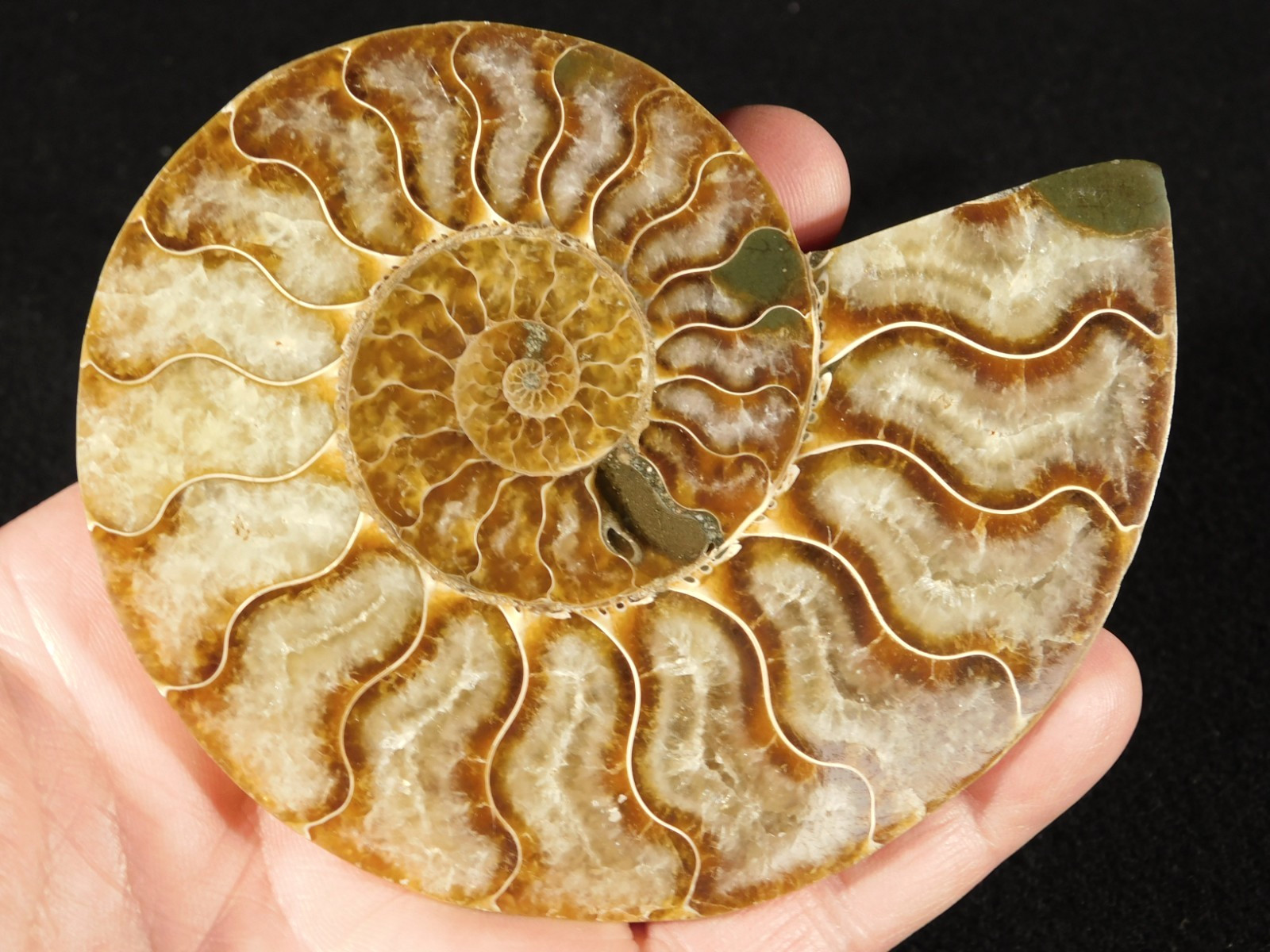 Larger! Cut and Polished AAA Cleoniceras AMMONITE Fossil From Madagascar 149gr