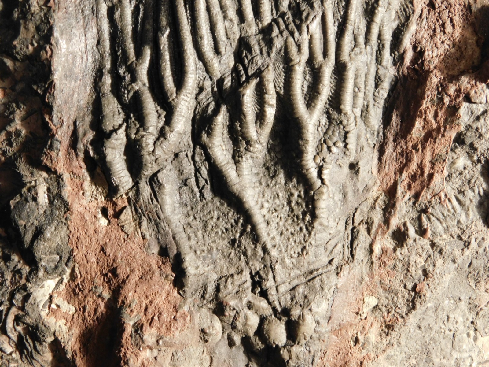 wOw BIG!! 430 Million Year Old! CRINOID Fossil or Sea LILY Fossil Morocco 1801gr