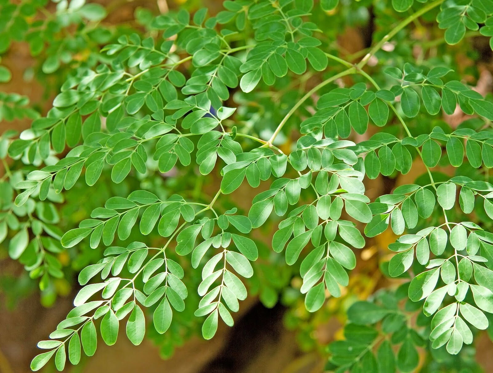 Moringa Seeds for Planting | Non-GMO Wingless from India Very Fresh | Bulk