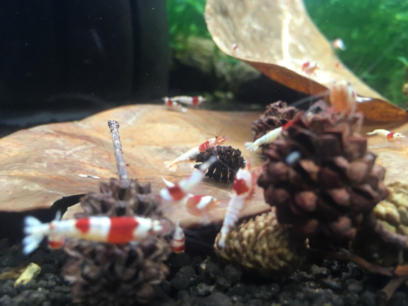 Small Indian almond leaves 5inch - 6inch Catappa, Ketapang for shrimp Beta Fish