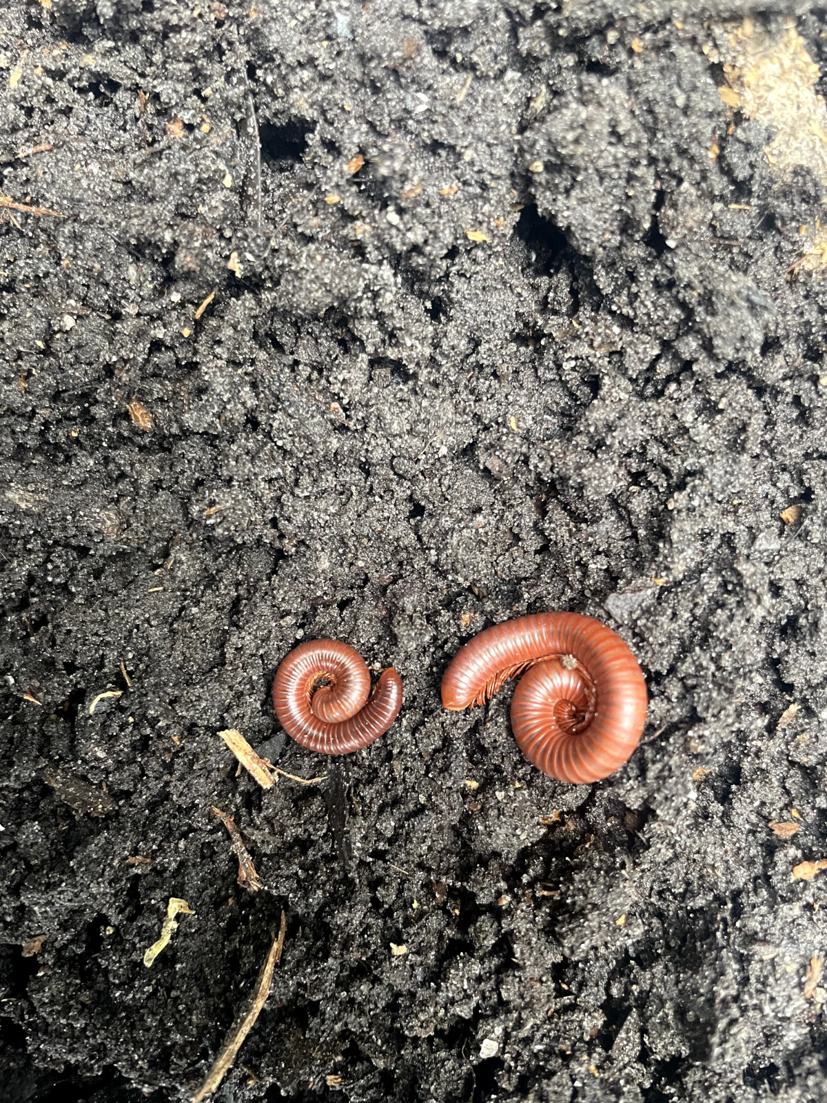 Live Scarlet Millipedes - Breeding Pair M/F (Composting)