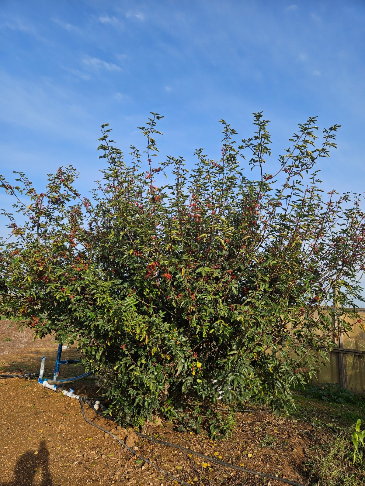 Sichuan Chinese pepper tree 花椒树苗