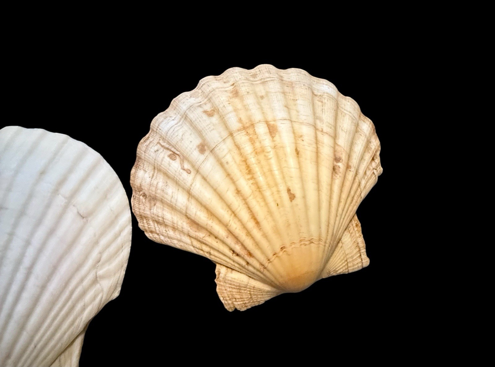 Lot Of 4 VINTAGE 5" REAL CLAM SHELL Gulf Of America Aka Mexico