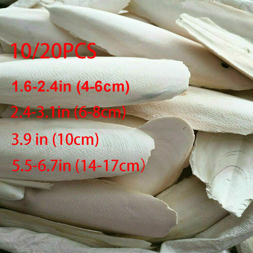 10/20PC Cuttlebone Cuttlefish Bone Sepia Cuttle Fish Pet Bird Food Calcium set^