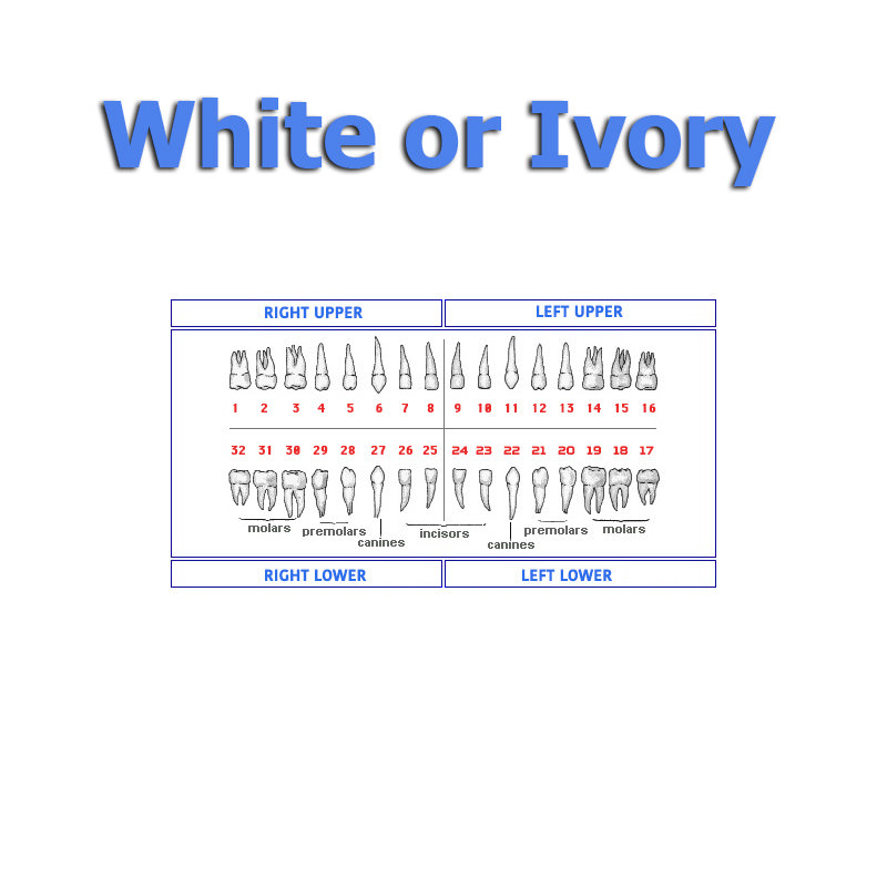 Replacement Teeth Typodont 200 (5 pack) Compatible With Nissin (white or ivory)